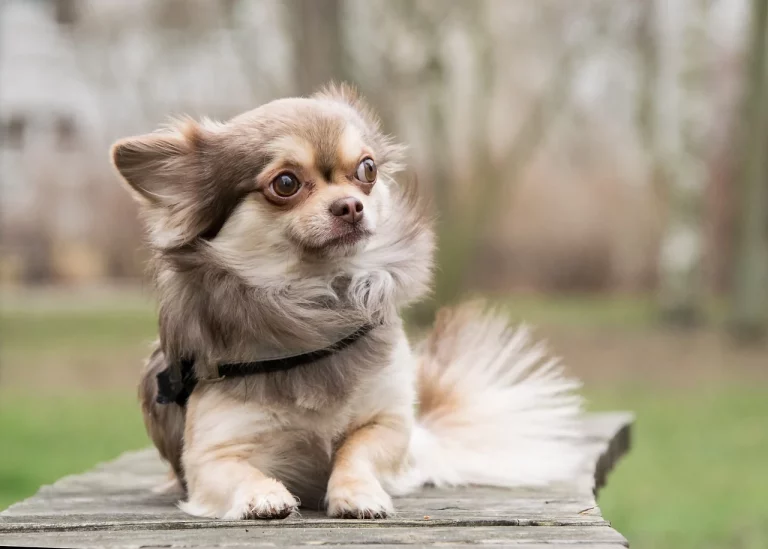 Chihuahua: conozca más sobre la personalidad de este perrito
