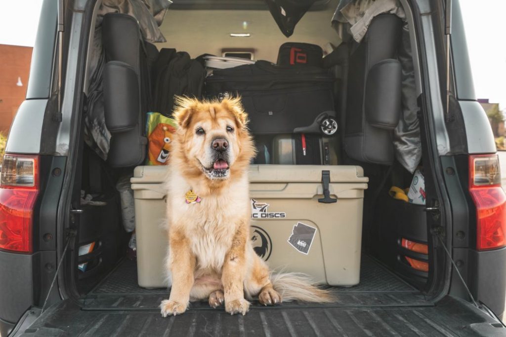 DGT: Así puedes viajar con tu perro sin que te pongan una multa 1 Vida.es perro en maletin de coche para viajar
