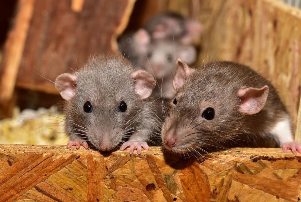 Cuidados de la rata, uno de los roedores más habituales como mascota