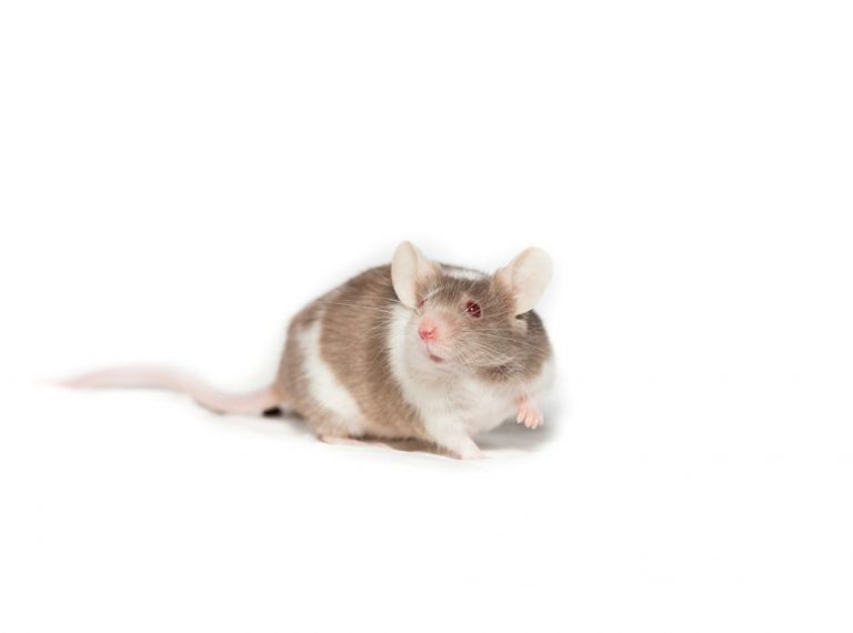 Cuidados de la rata, uno de los roedores más habituales como mascota