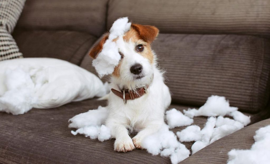 Estas mascotas están prohibidas en España 1 Vida.es ¿Qué son mascotas?
