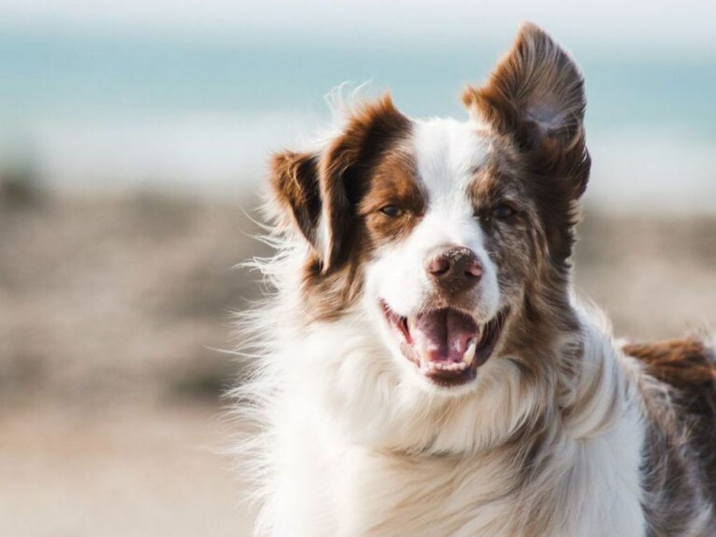 ¿Qué es el perro?