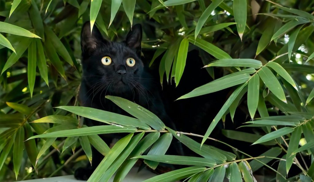 Plantas de interior que son tóxicas para tu perro o gato