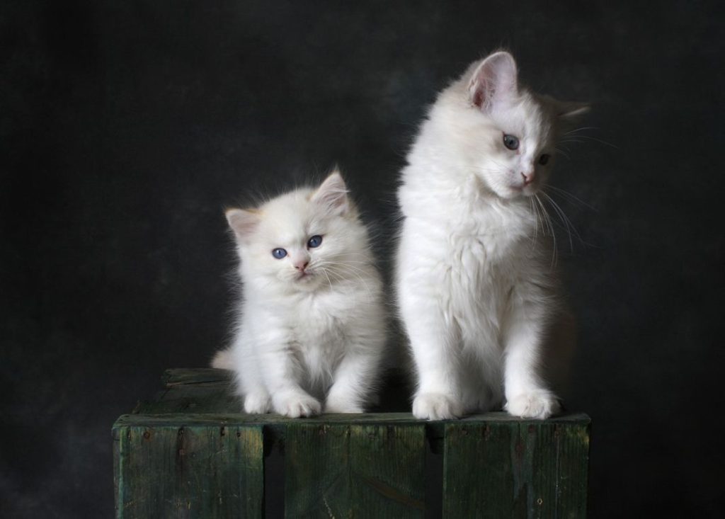Consejos para que tu gato sea sociable 1 Vida.es mascota
