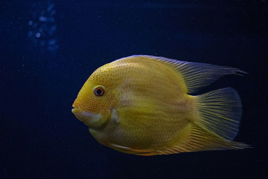 El truco para que tus peces de agua fría sobrevivan más de 3 días