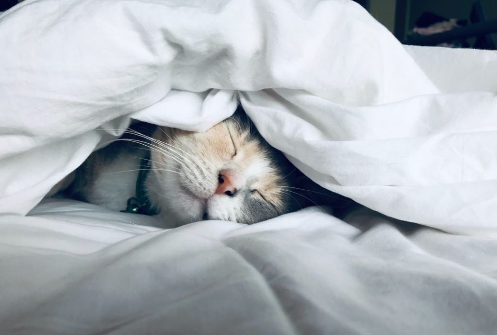 Este es el motivo por el que los gatos duermen de 16 a 20 horas al día