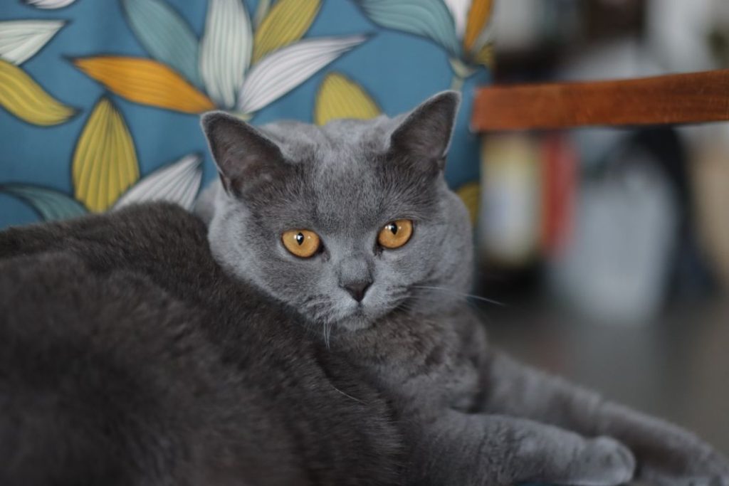 Los motivos por los que tu gato odia el transportín