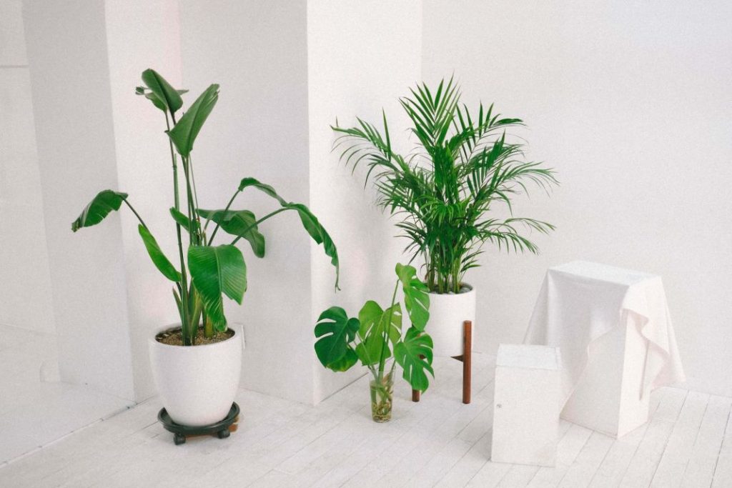 Plantas que evitarán la humedad en las habitaciones 1 Vida.es decoración