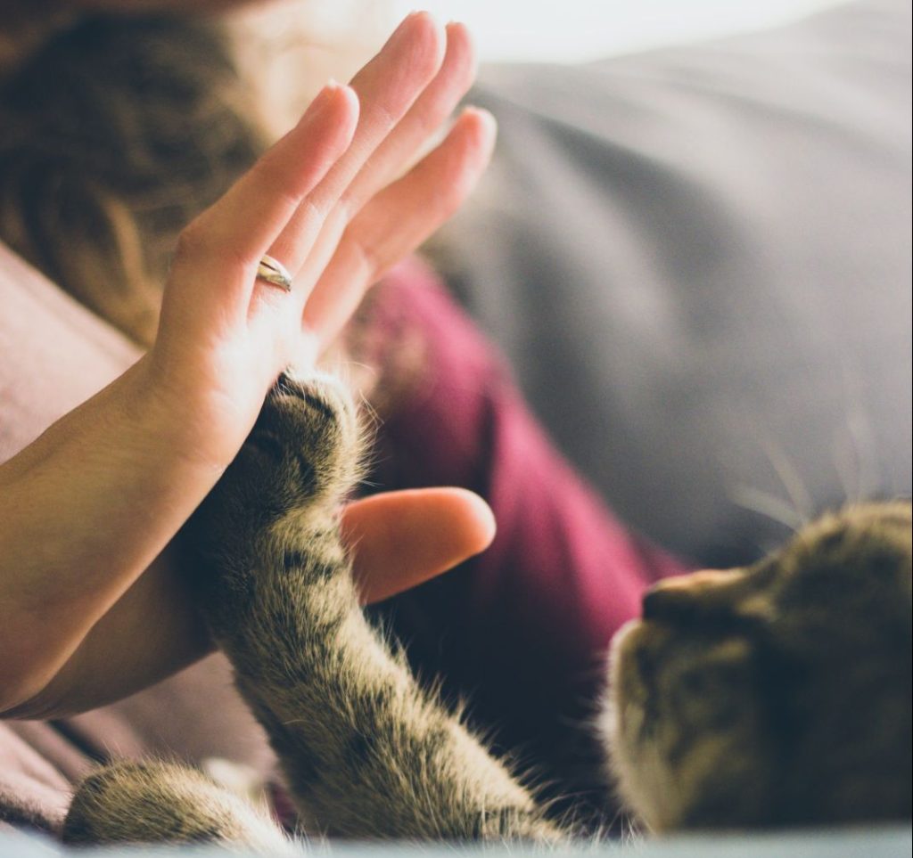 Por qué debes tener un seguro de mascotas 1 Vida.es Por qué debes tener un seguro de mascotas