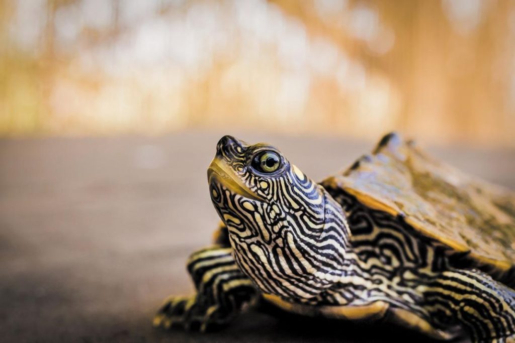 Tortugas de agua dulce: el truco para que el caparazón no se le ponga blando