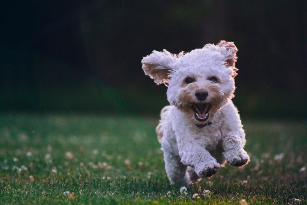 Trucos para tratar la ansiedad por separación de tu perro 1 Vida.es mascota