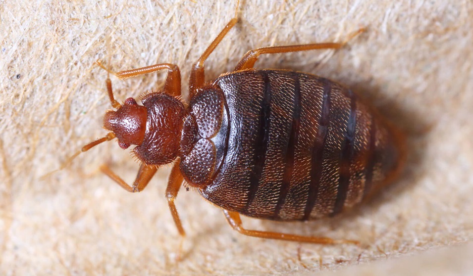 Chinches: los ingredientes que las eliminan para siempre 1 Vida.es Chinches: los ingredientes que las eliminan para siempre