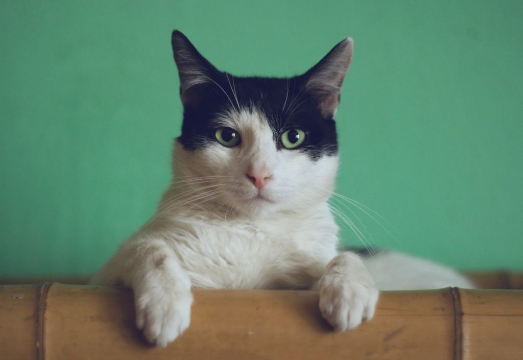 El arenero del gato El secreto para eliminar de un plumazo el mal olor