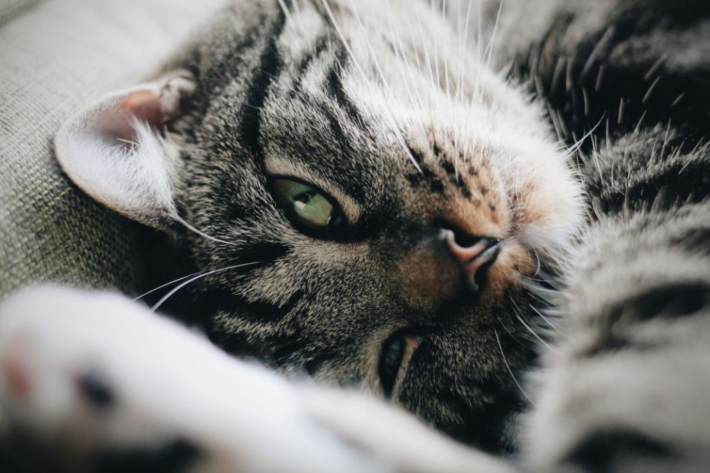 El motivo por el que a tu perro o gato se le cae el pelo en otoño