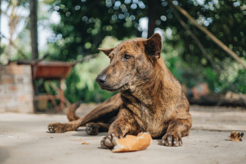 Esto es lo que pasa si tu perro come pan