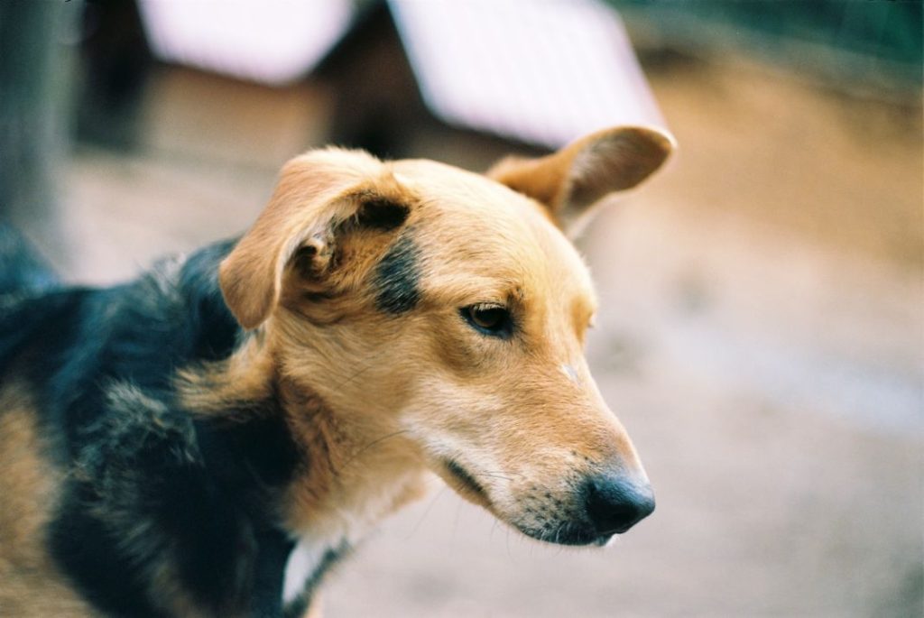 Estos son los síntomas que tendrás por una intoxicación por setas pc: setas, intoxicación Qué hacer si tu perro tiene pesadillas pc: perro, pesadillas Dieta BARF para mascotas: esto es lo que debes tener en cuenta: https://www.diarioconvos.com/2022/10/27/como-es-la-dieta-barf-la-alimentacion-para-las-mascotas-basada-en-comida-cruda/ pc: dieta, dieta barf Ibuprofeno o Paracetamol: cuál de los dos es más eficaz pc: ibuprofeno, paracetamol Pueblos de España para vivir una Navidad llena de nieve pc: pueblos de españa Primark tiene los anillos de corazón más deseados por menos de 5 euros: https://www.primark.com/es/todos-los-productos/mujeres/accesorios/joyas/conjuntos-de-anillos/pack-de-5-anillos-de-corazones-variados/p/210552220 Hablamos de esos anillos y luego otros https://www.primark.com/es/todos-los-productos/mujeres/accesorios/joyas/conjuntos-de-anillos/c/womens-jewellery-ring pc: primark