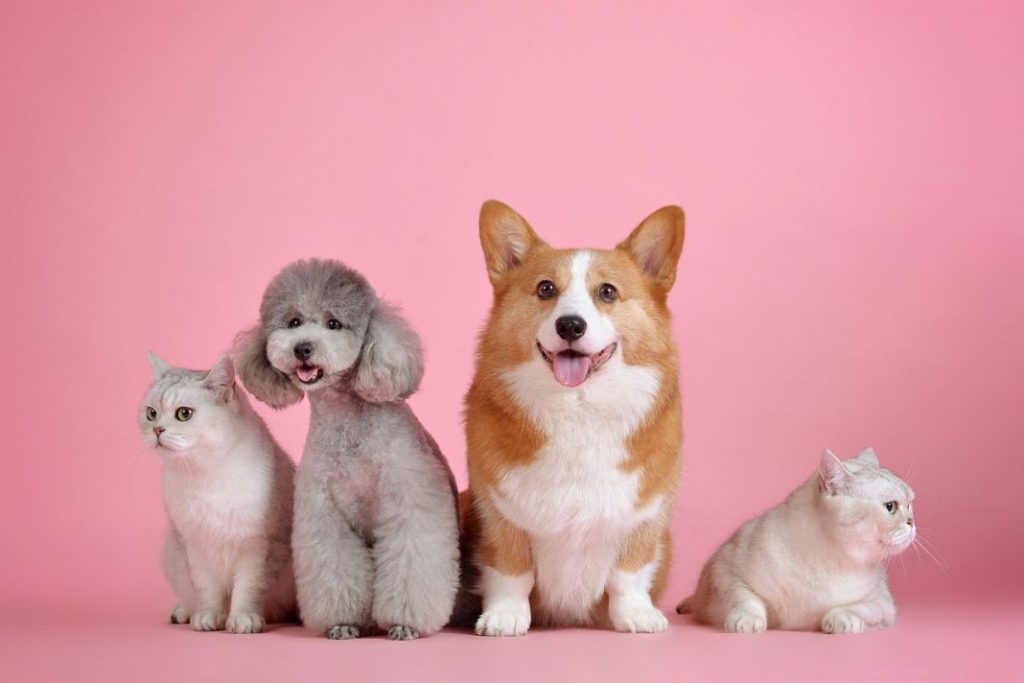 Por qué no deberías tratar a tu mascota como un humano 1 Vida.es animal
