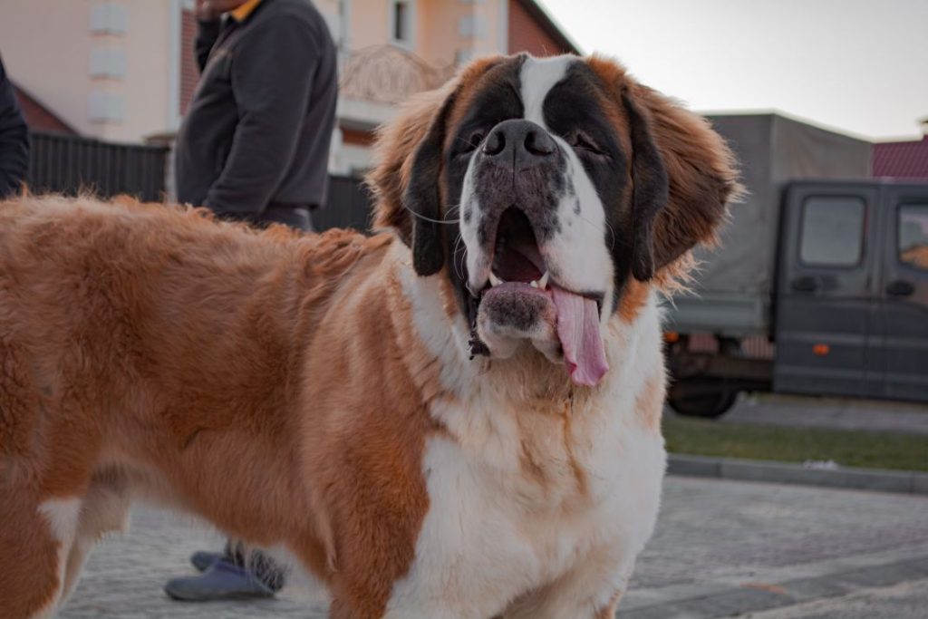 Por qué no debes tener un perro de raza mediana o grande en un piso 1 Vida.es San Bernardo