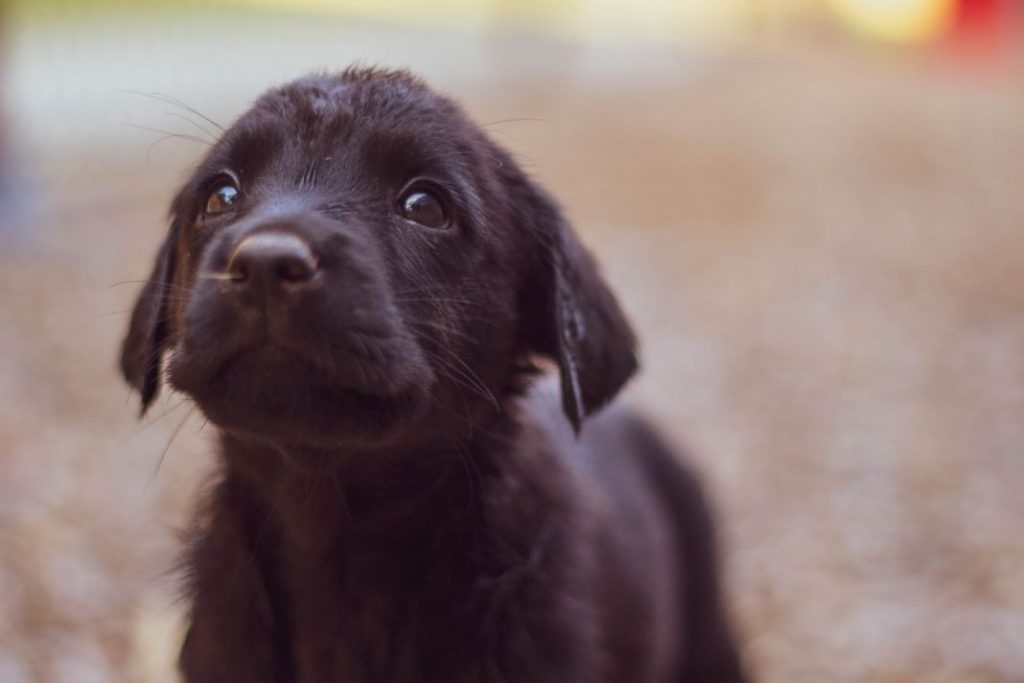 mascota