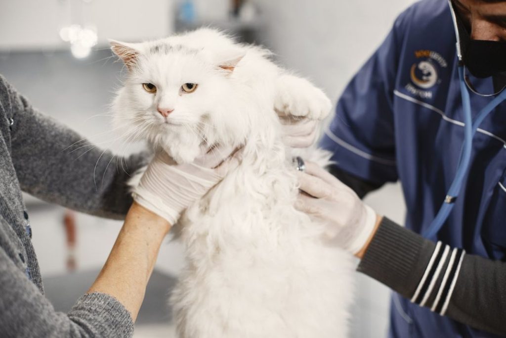 veterinario