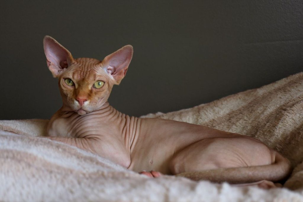 Razas de gato sin pelo aptas para alérgicos