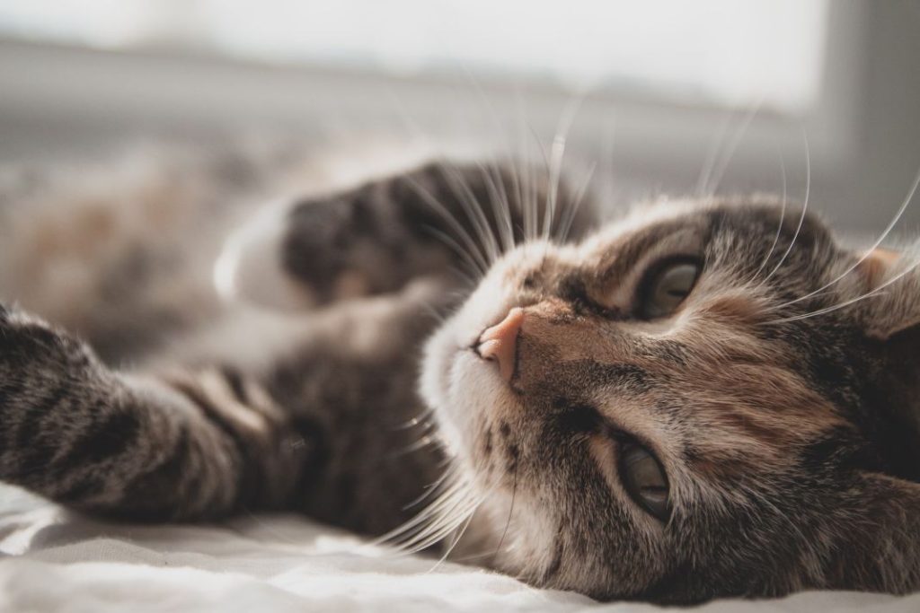 Todo lo que odian los gatos y tú sigues haciéndolo 1 Vida.es Todo lo que odian los gatos y tú sigues haciéndolo