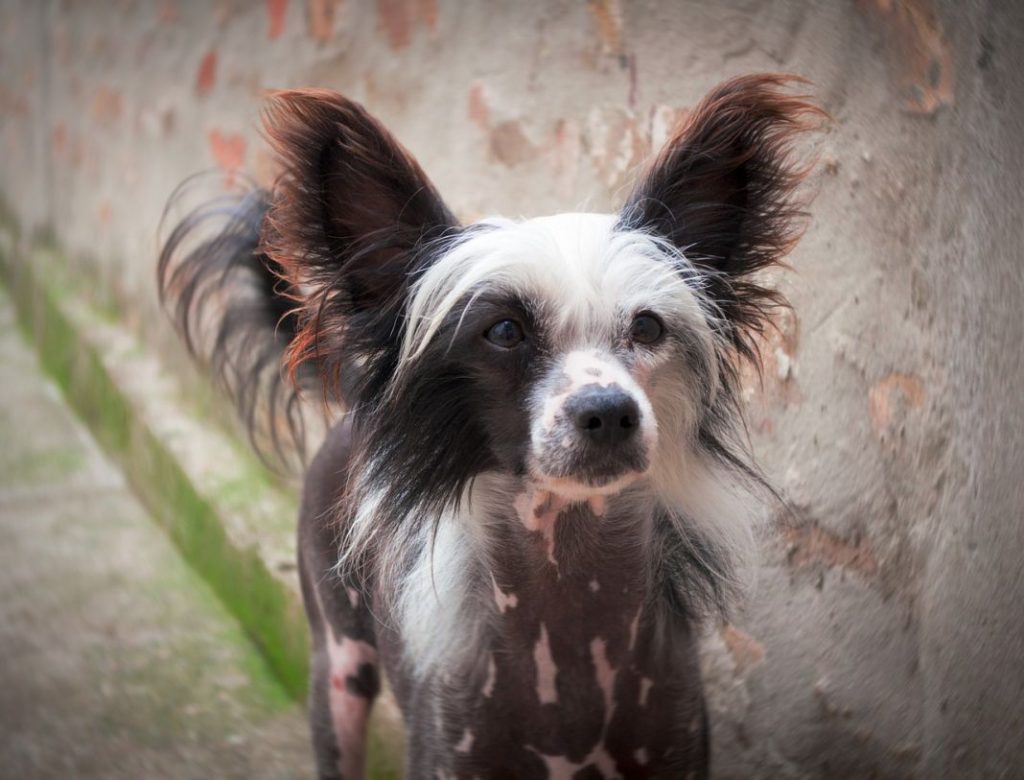 canino sin pelo