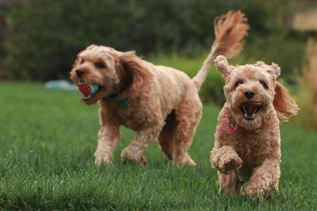 Consejos para introducir un nuevo perro si ya tienes uno 1 Vida.es juego