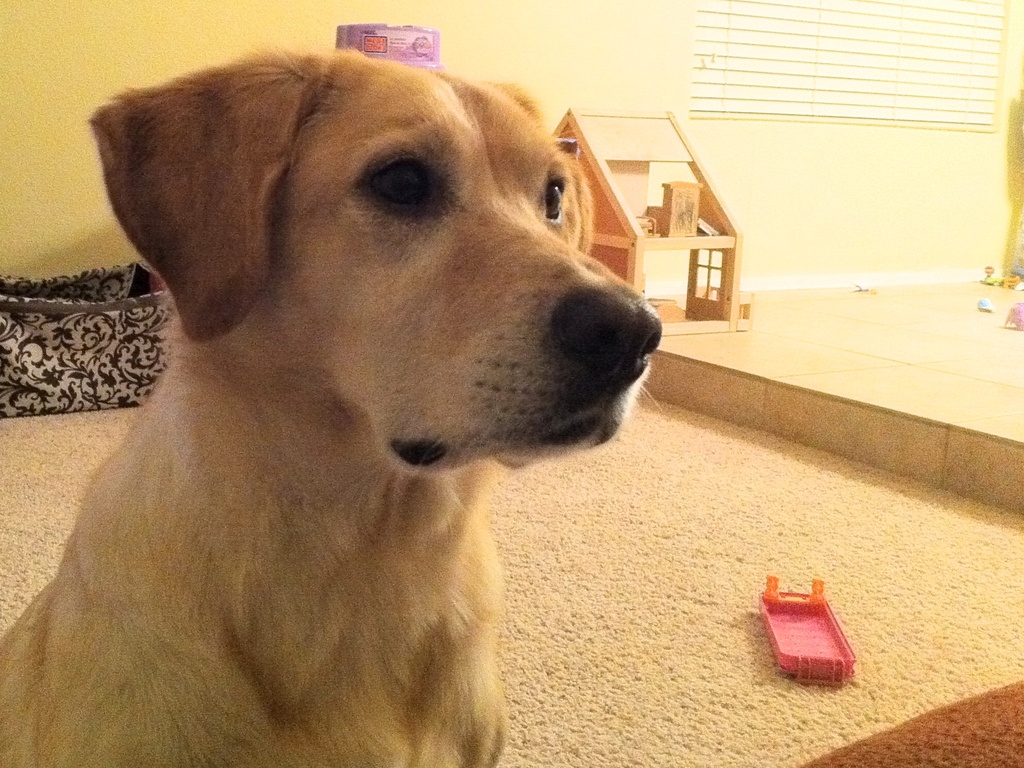 Di adiós a los malos olores de tu casa por culpa del perro 1 Vida.es Di adiós a los malos olores de tu casa por culpa del perro