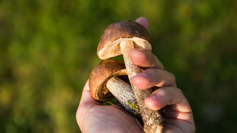 Por qué deberías comer setas