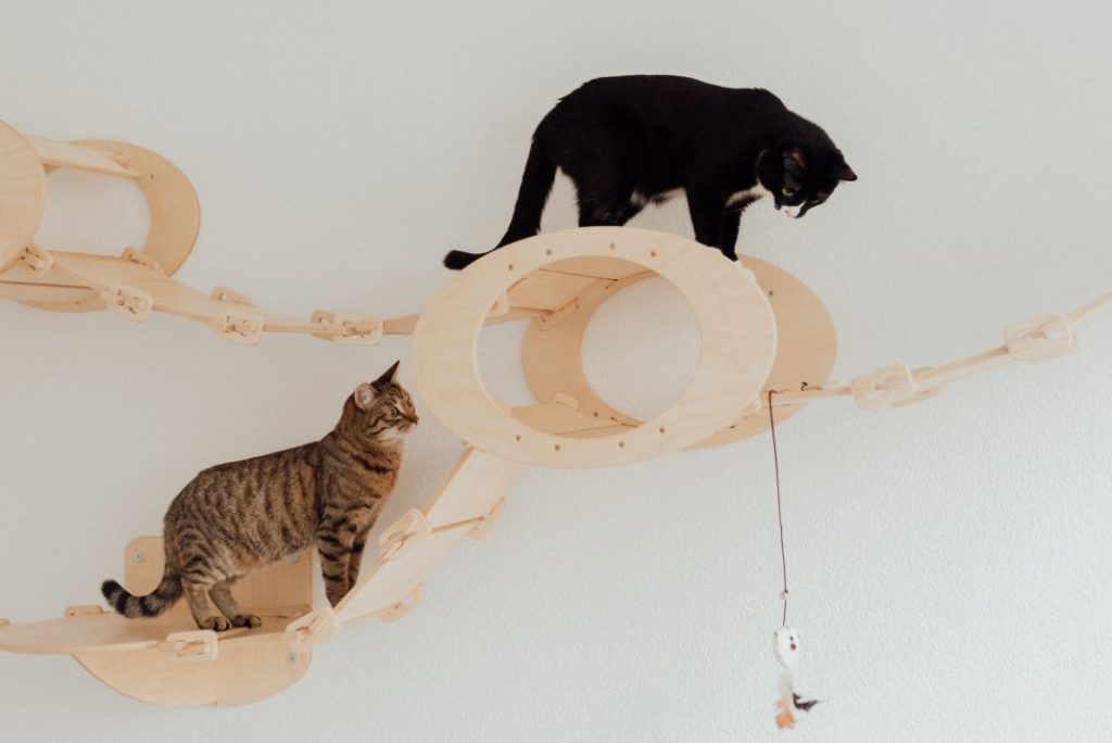 Juegos divertidos para que tu gato haga ejercicio