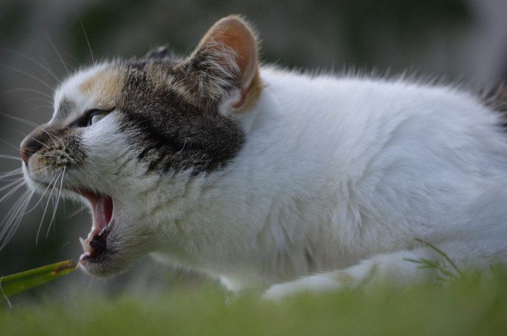 Por qué mi gato se queda con la boca abierta