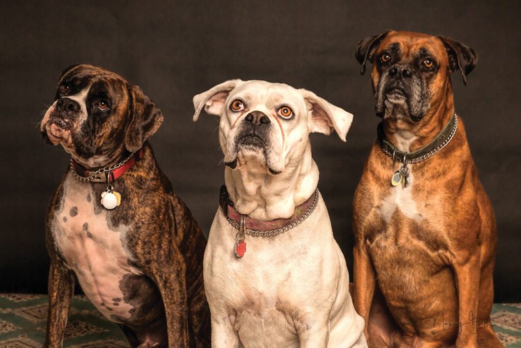 Prueba de sociabilidad para perros: ejercicios y examen que tendrás que aprobar para tener uno 1 Vida.es Prueba de sociabilidad para perros: ejercicios y examen que tendrás que aprobar para tener uno