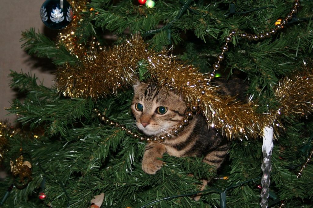 Qué hacer para que tu gato no tire o juegue con el árbol de Navidad