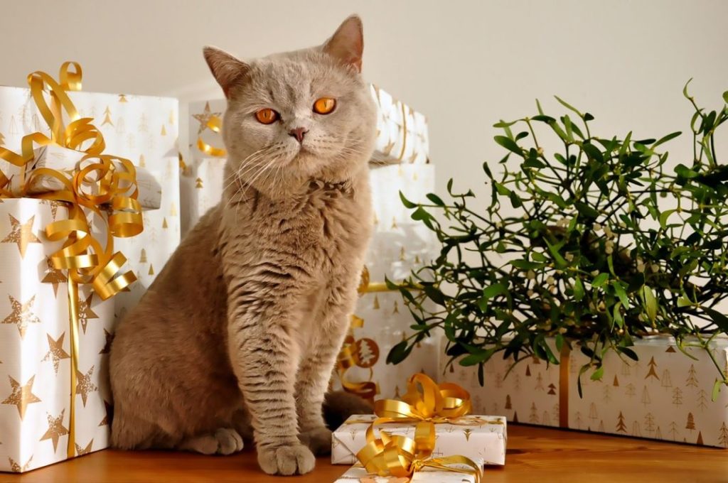 Qué hacer para que tu gato no tire o juegue con el árbol de Navidad
