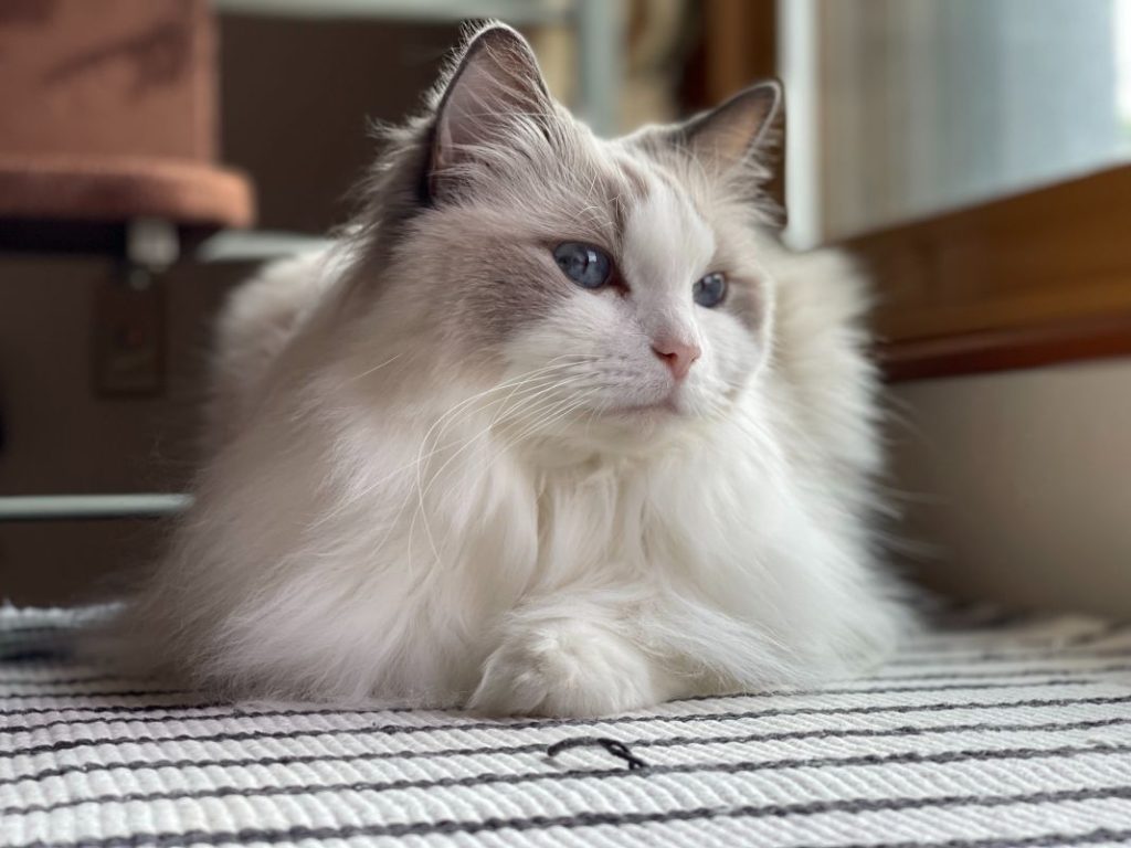 Si tu gato tiene poco pelo, esta es la vitamina que le falta: