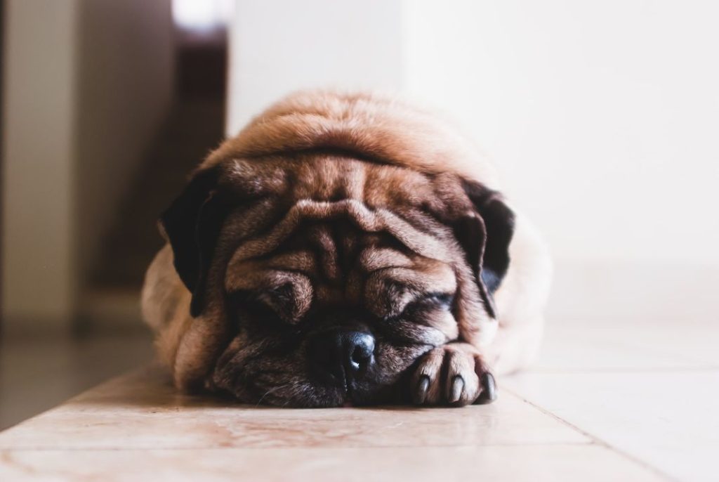Síntomas de que tu mascota se ha resfriado 1 Vida.es Síntomas de que tu mascota se ha resfriado