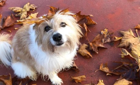 ¿Te acuerdas de Pancho y Max de la Lotería de Navidad? Así están ahora 1 Vida.es mascotas