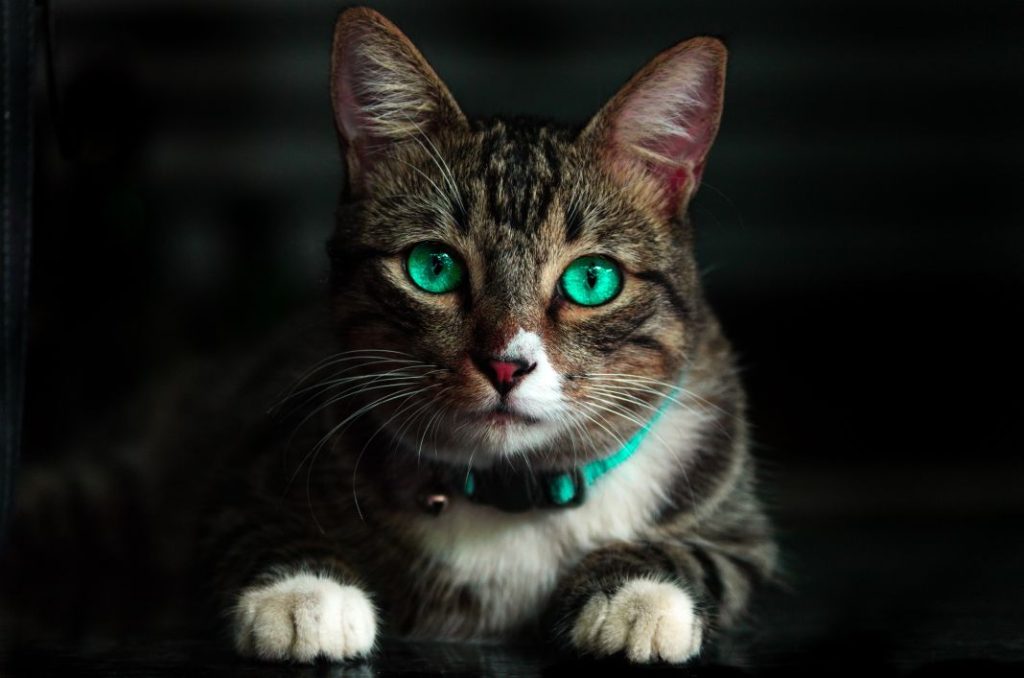 Trucos para que tu gato no te arañe el sofá