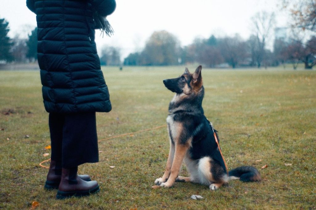 10 órdenes básicas que todo perro debe conocer