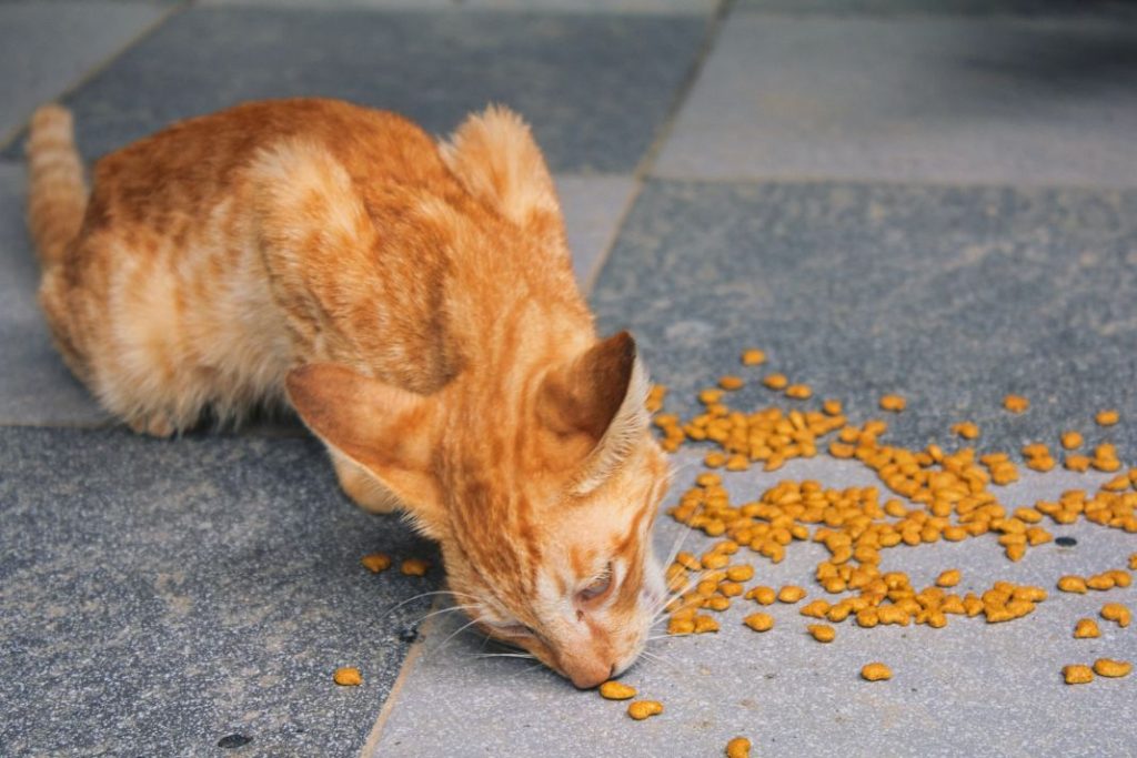 10 órdenes básicas que todo perro debe conocer