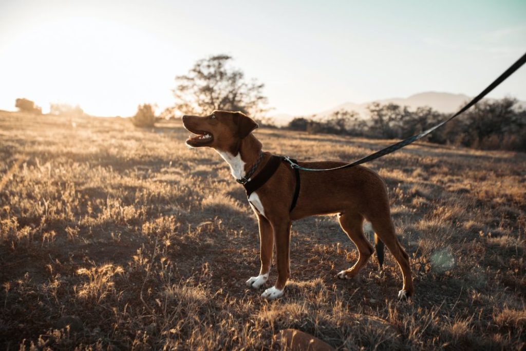Cómo conseguir que tu perro no tire de la correa