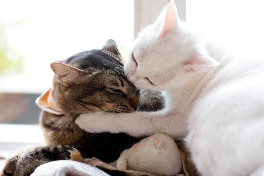 Esto es lo que significa que tu gato te muerda