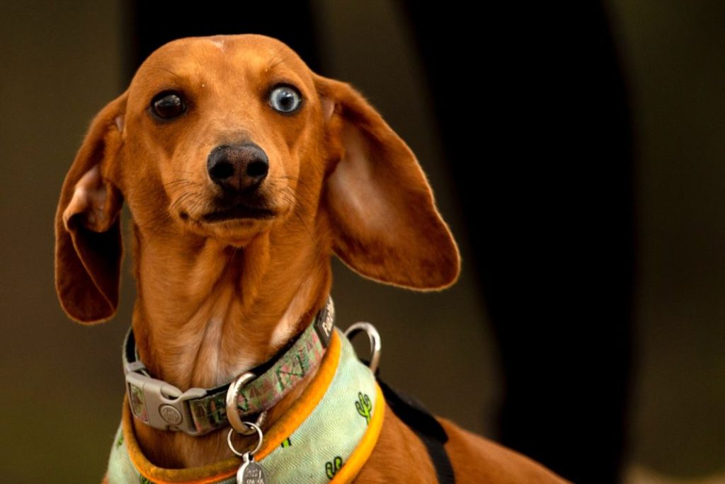 Estos son los cuidados que debes darle a los ojos de tu perro 1 Vida.es Estos son los cuidados que debes darle a los ojos de tu perro