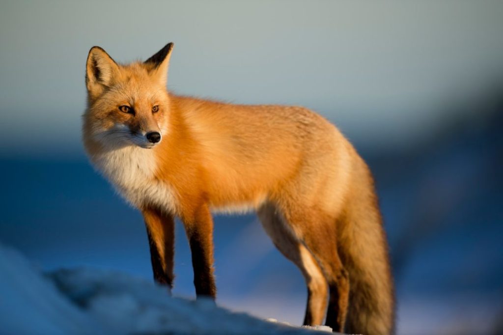 Mentiras de la ley de protección animal que te has creído