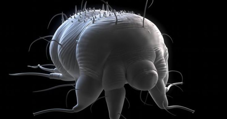 Sarna qué es, síntomas, tratamiento