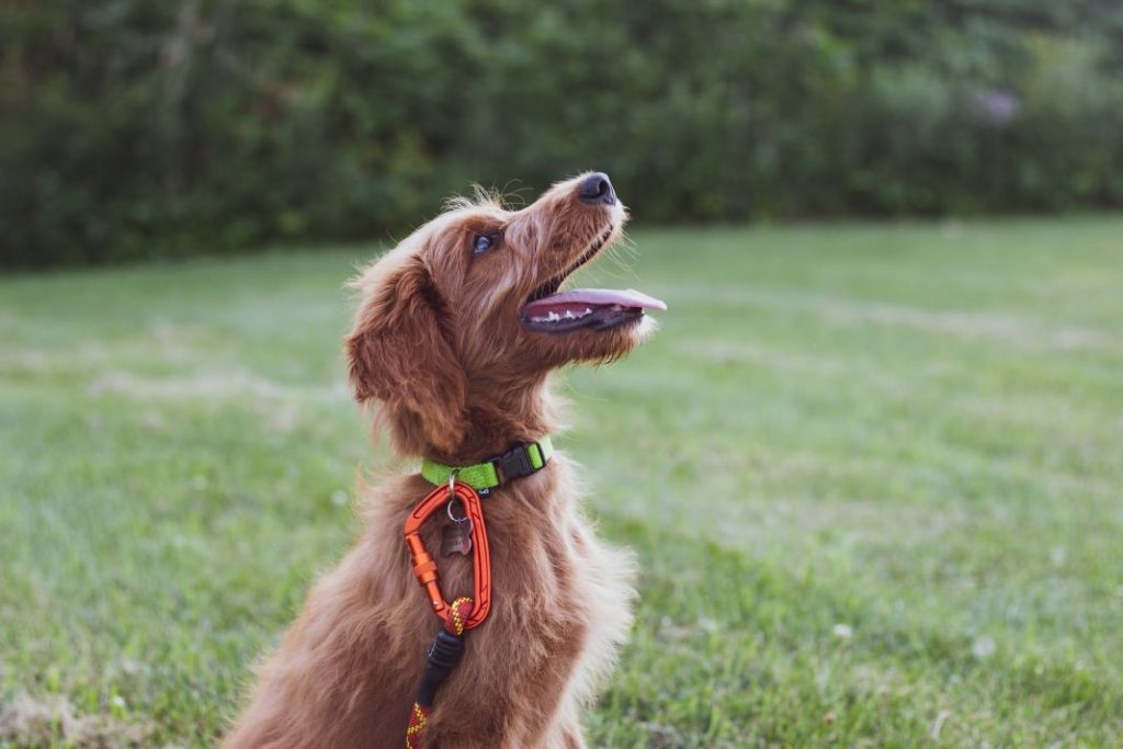 10 órdenes básicas que todo perro debería conocer