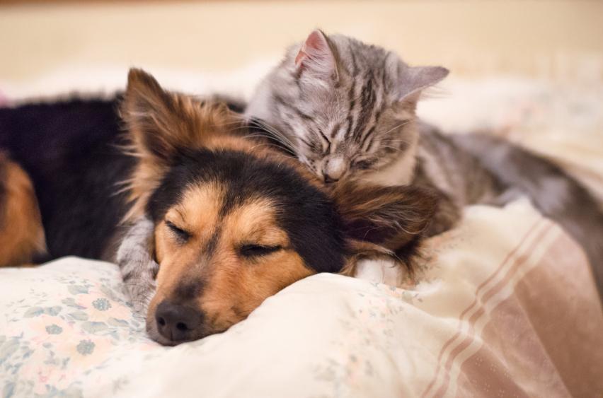Acostumbrar al perro al gato: Una buena preparación es la mitad de la batalla