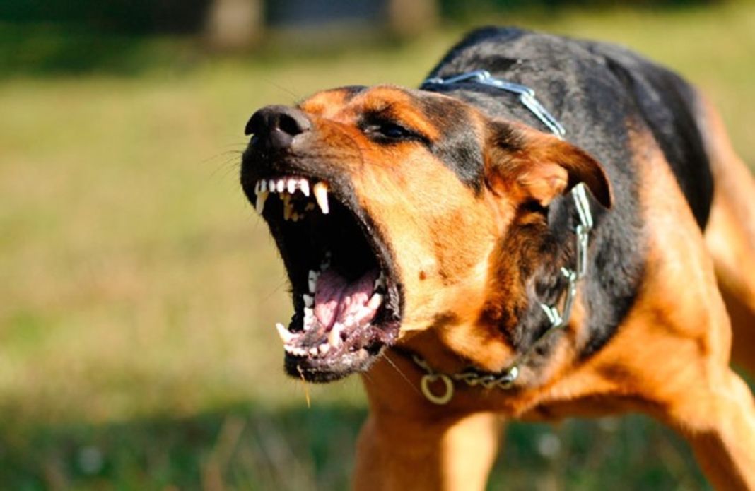5 formas para entrenar a tu perro para que sea más amigable con los humanos 2 Vida.es agresivo