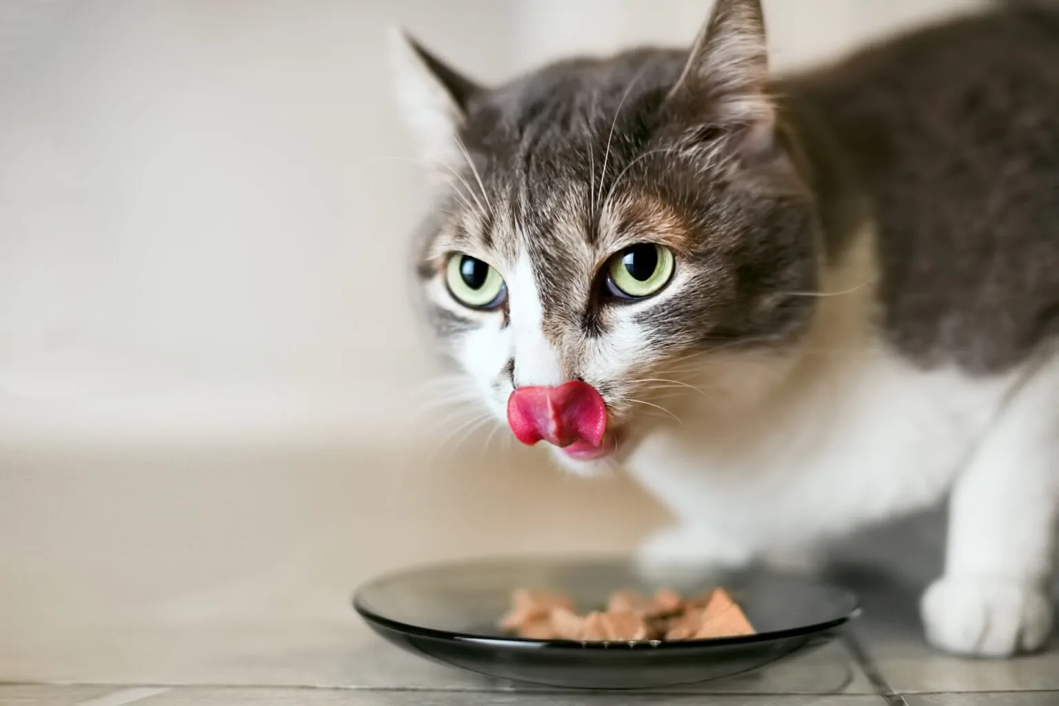 gato comiendo